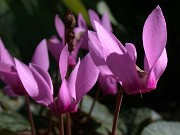 Subgen Cyclamen Ser 1