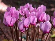 Subgen Cyclamen Ser 2