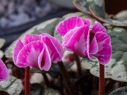 Cyclamen