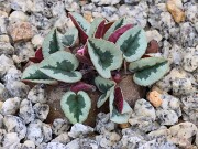 Cyclamen