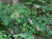 Actaea pachypoda 0006