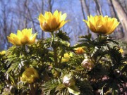 Adonis amurensis 0004