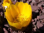 Adonis amurensis 1001