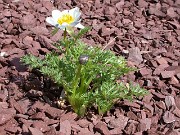 Adonis brevistyla 0007