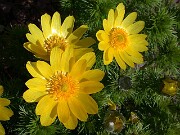 Adonis vernalis 0023