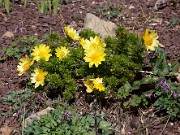 Adonis vernalis 20110001