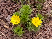 Adonis vernalis 20180401 0001