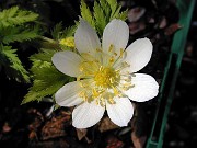 A. sutchuensis