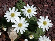 Anemone blanda 0002