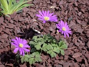 Anemone blanda 0005