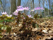 Anemonella thalictroides 0024