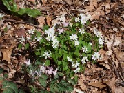 Anemonella thalictroides 20100002