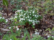 Anemonella thalictroides 20100003