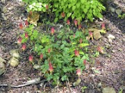 Aquilegia canadensis 0003