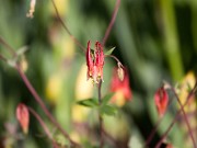 Aquilegia canadensis 20110009