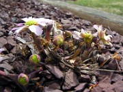 Callianthemum kernerianum 0002