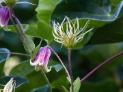 Clematis sp. 20100003