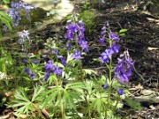 Delphinium tricorne 0006