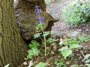 Delphinium tricorne 20100001