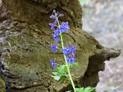 Delphinium tricorne 20100002