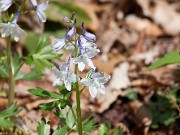 Delphinium tricorne 20110009