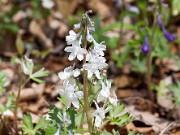 Delphinium tricorne 20110010