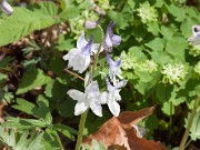 Delphinium tricorne 20110013