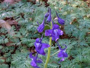 Delphinium tricorne 20180501 0001