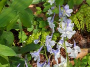 Delphinium tricorne 20180503 0001