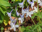 Delphinium tricorne 20180503 0002