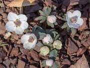 Eranthis byunsanensis 20180220 0001