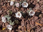 Eranthis byunsanensis 20190228 0001