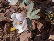 Eranthis byunsanensis 20190228 0002