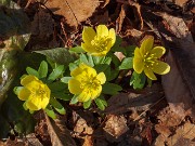 Eranthis hyemalis 20180220 0003