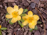 Eranthis hyemalis Aurantiaca 20170219 0001