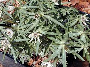 Eranthis pinnatifida 0008