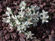 Eranthis pinnatifida 0012