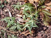 Eranthis pinnatifida 20110001