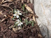 Eranthis pinnatifida 20110009