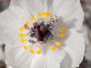 Eranthis pinnatifida 20160214 0002