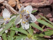 Eranthis pinnatifida 20180218 0001