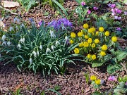 Eranthis Sachsengold 20240308 0001