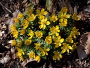 Eranthis x tubergenii 20100001