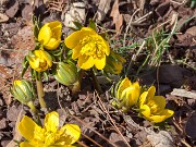 Eranthis x tubergenii 20160309 0001