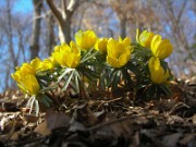 Eranthis x tubergenii Guinea Gold 0009