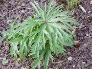 Helleborus bocconei 20151219 0001