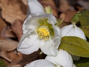 Helleborus niger 20110002