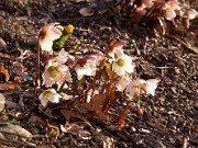 Helleborus niger 20110010