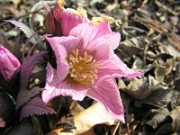 Helleborus thibetanus 0015