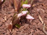 Helleborus thibetanus 20110022